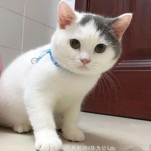 猫咪头像怎么起名