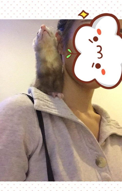 貂怎么起名