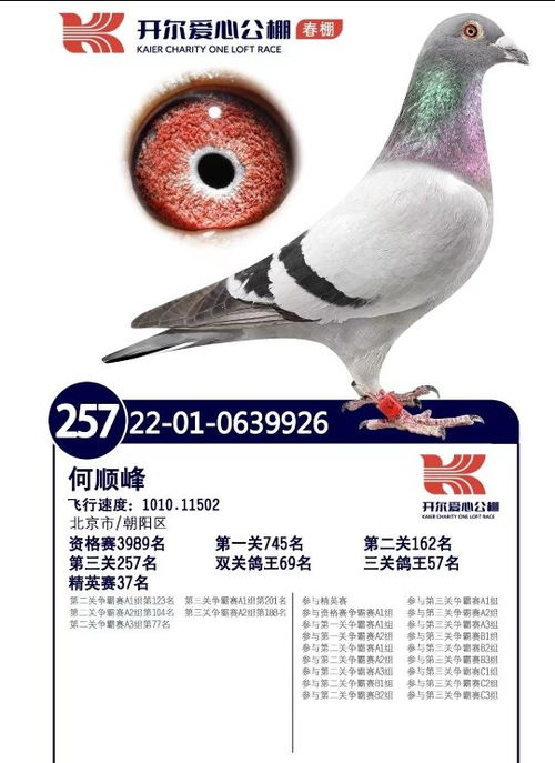 鸽怎么起名