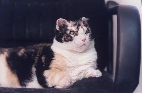 小猫怎么起名