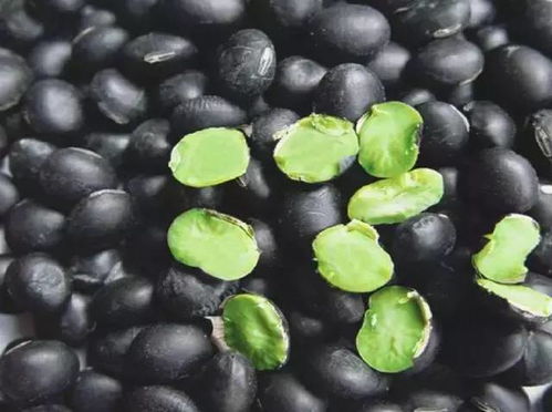 豆怎么起名字