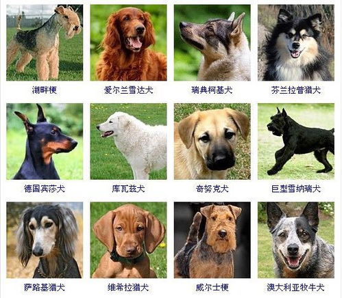怎么给狗起名字