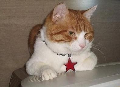 怎么给猫起名字