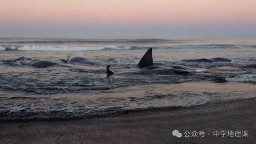 海豹跳海躲避地震