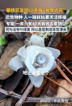 又现10多株冥界之花