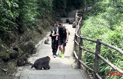 揭秘峨眉山陪爬团队：九成游客为女性(峨眉山徒步爬山)